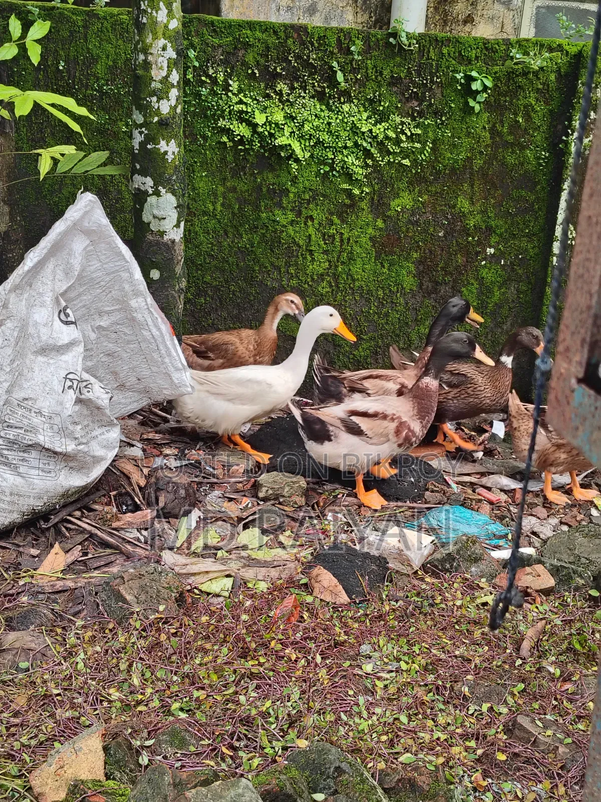 দেশি হাঁস বিক্রি হবে, ১০ পিস, ডিম দেওয়া হাঁস।