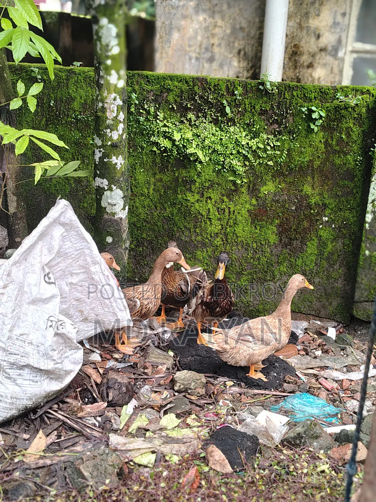 দেশি হাঁস বিক্রি হবে, ১০ পিস, ডিম দেওয়া হাঁস।