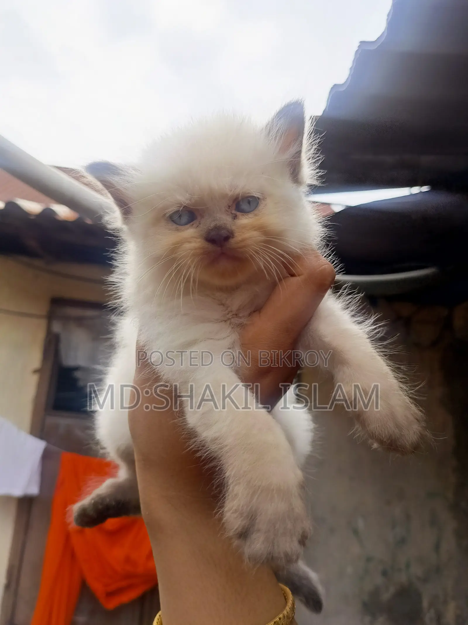 0-1 Month Female Purebred Persian