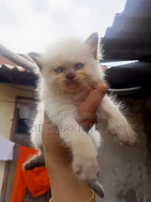 0-1 Month Female Purebred Persian