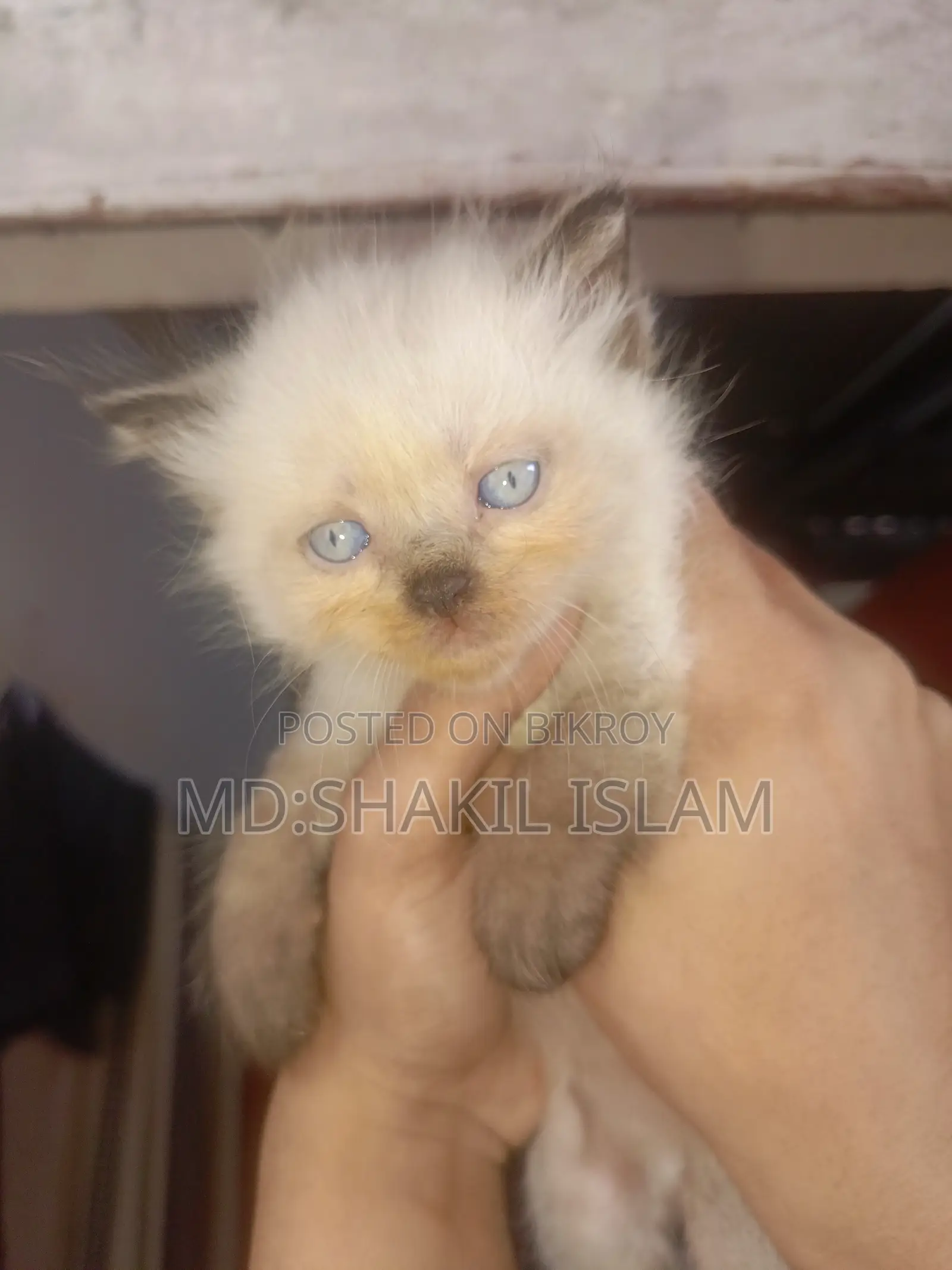 0-1 Month Female Purebred Persian