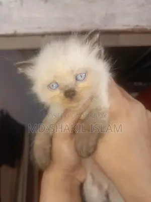 0-1 Month Female Purebred Persian