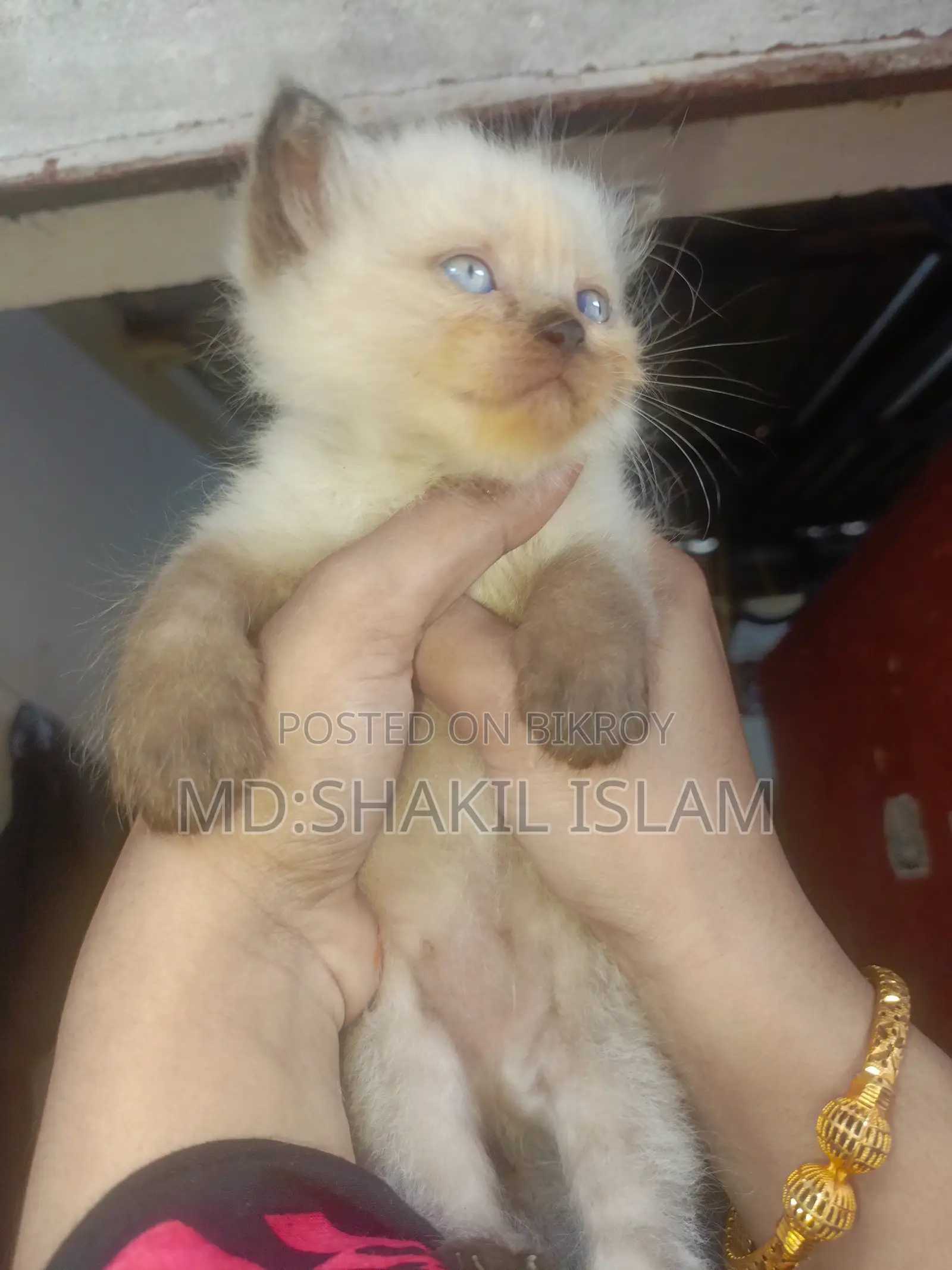 0-1 Month Female Purebred Persian