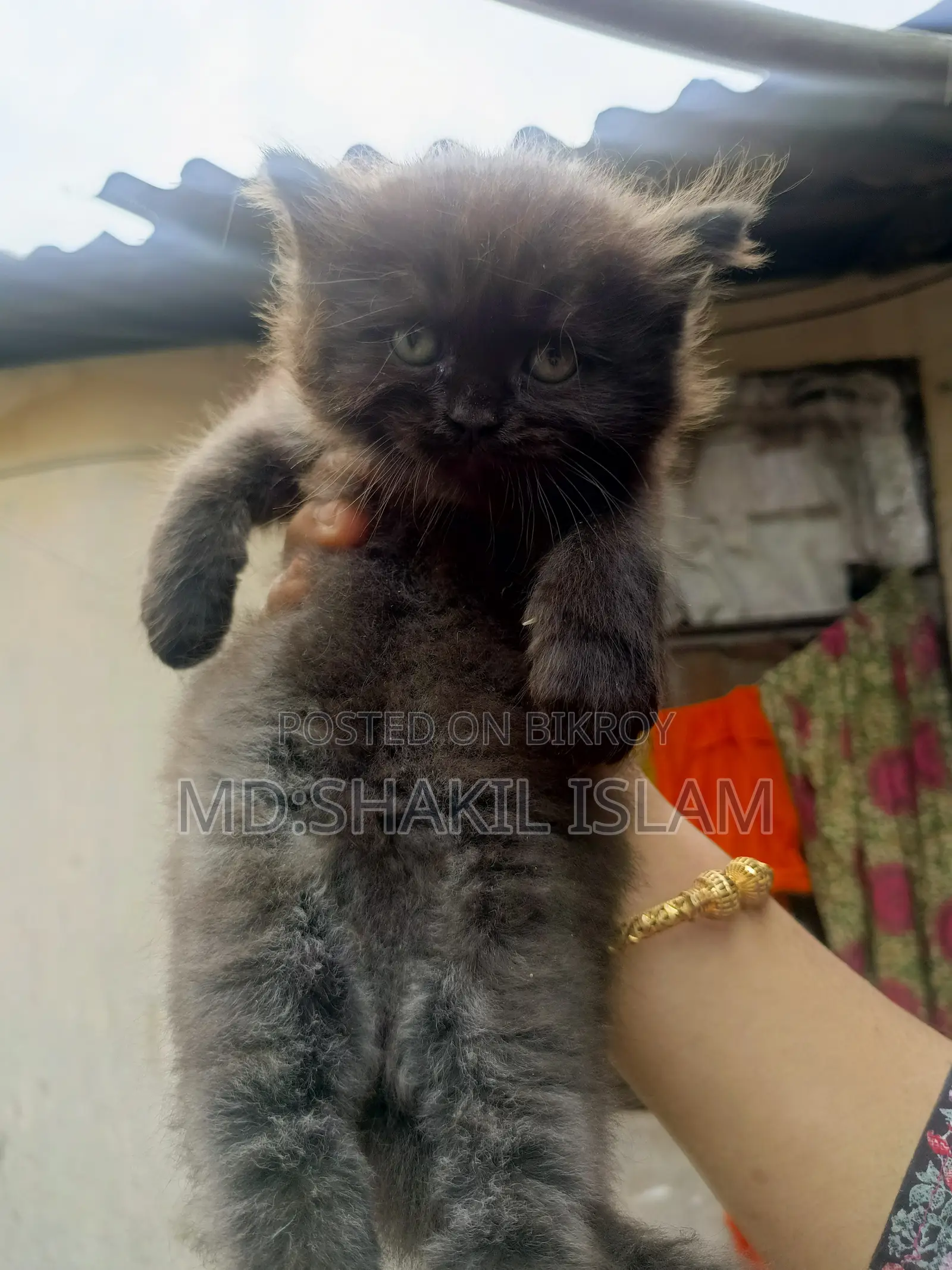 0-1 Month Female Purebred Persian