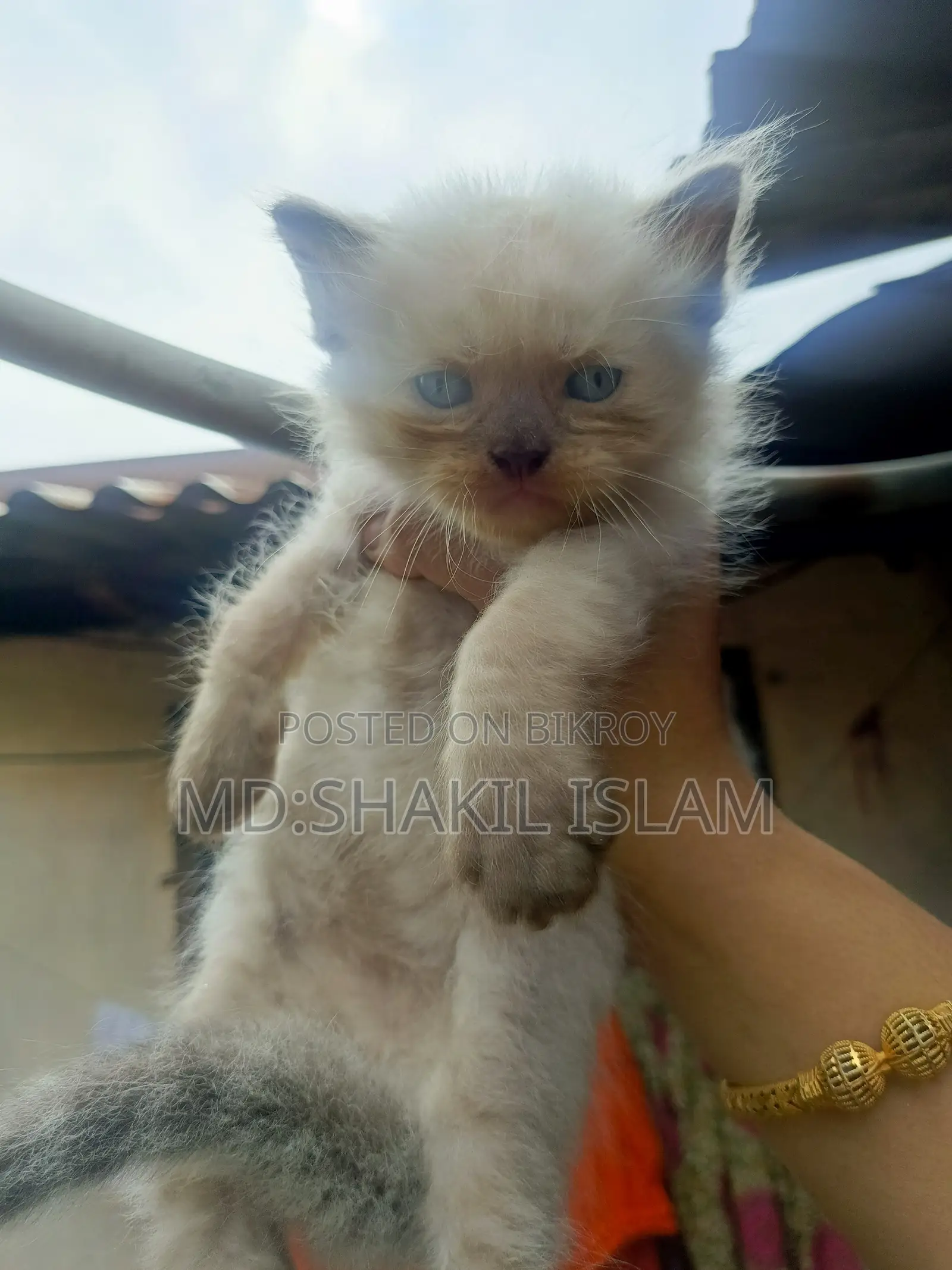 0-1 Month Female Purebred Persian