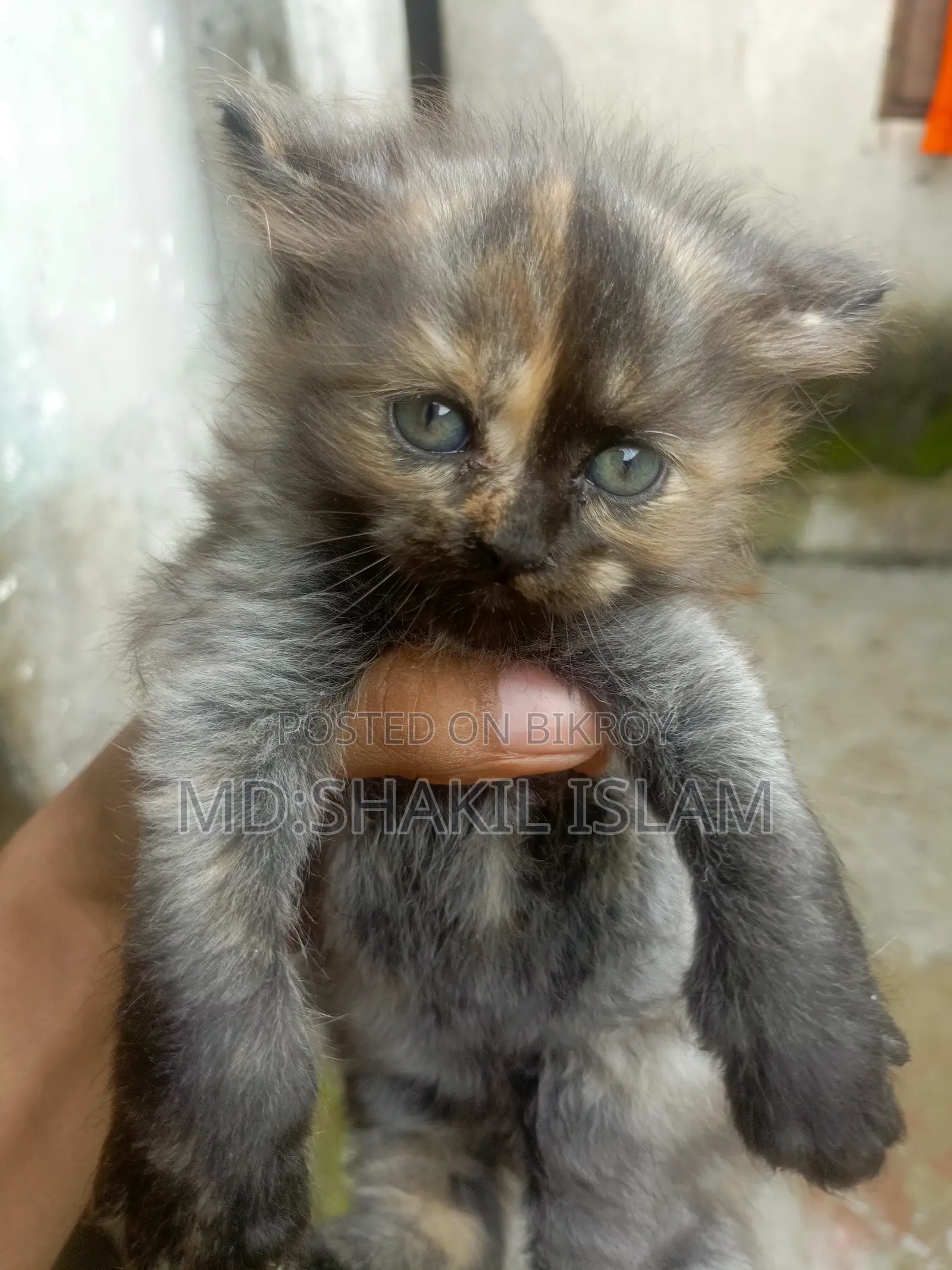 0-1 Month Female Purebred Persian