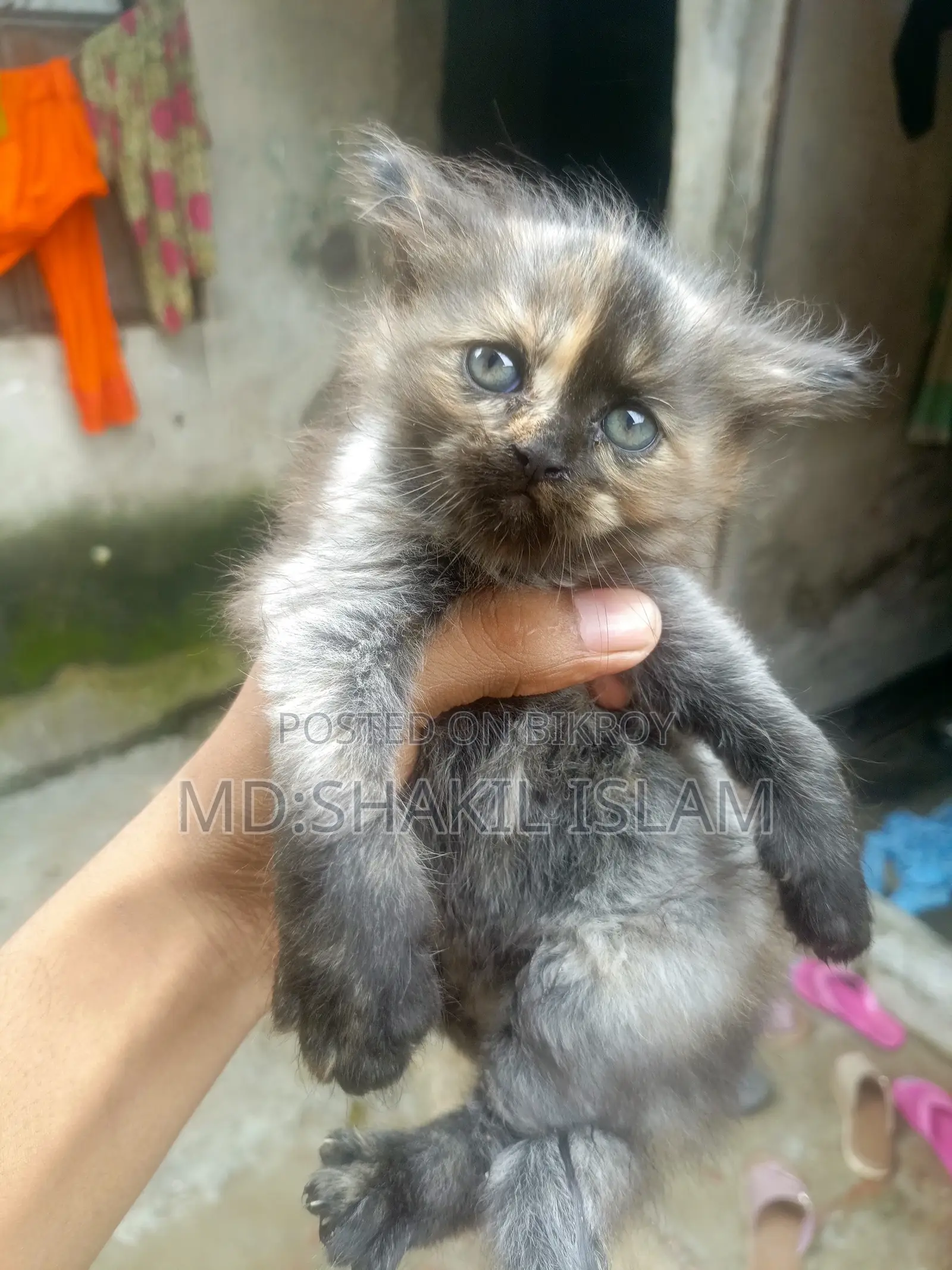 0-1 Month Female Purebred Persian