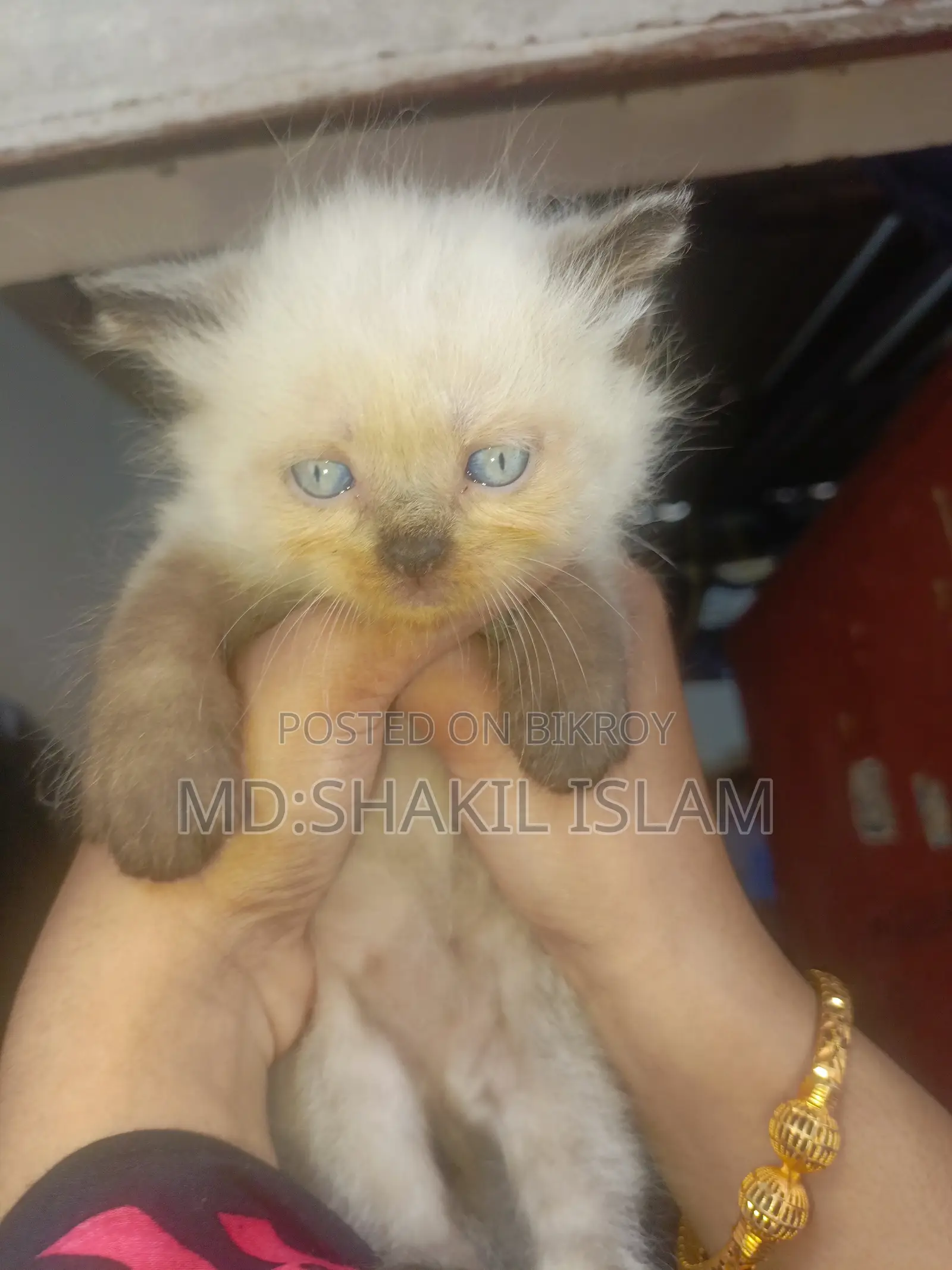 0-1 Month Female Purebred Persian