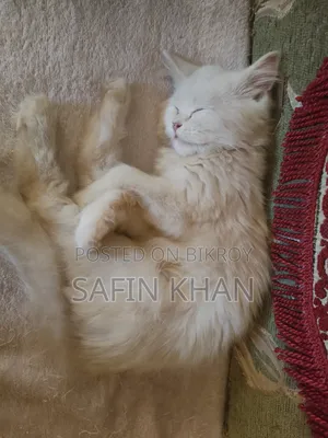 6-12 Months Male Purebred Persian