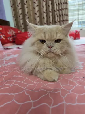 6-12 Months Male Purebred Persian
