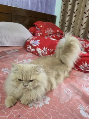 6-12 Months Male Purebred Persian