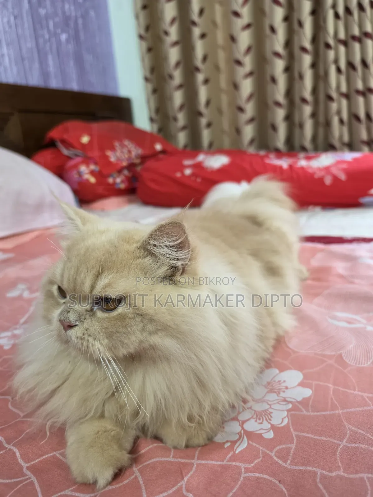 6-12 Months Male Purebred Persian