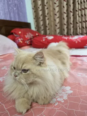 6-12 Months Male Purebred Persian