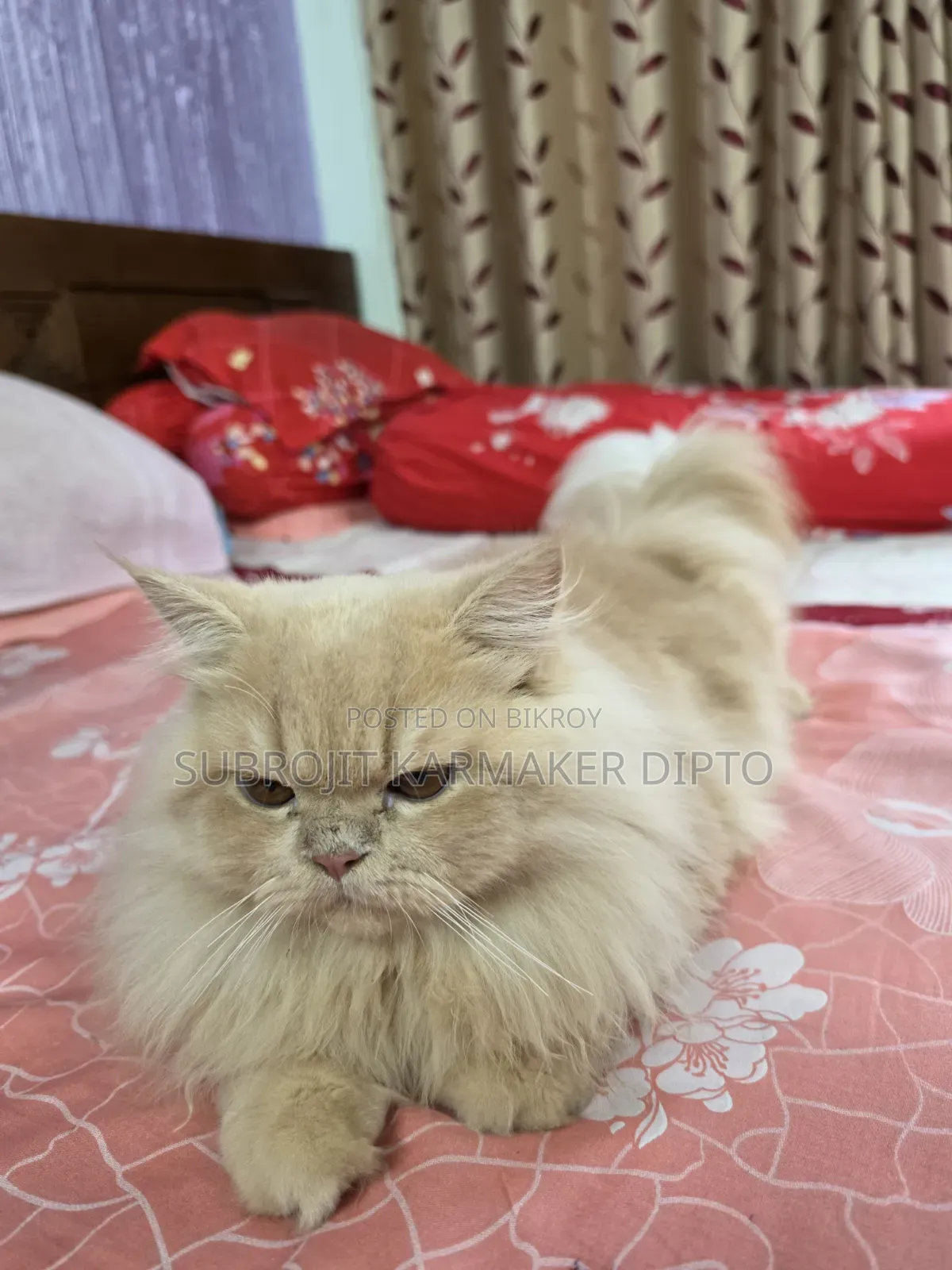 6-12 Months Male Purebred Persian