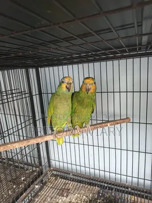 Amazon Breeding Pair