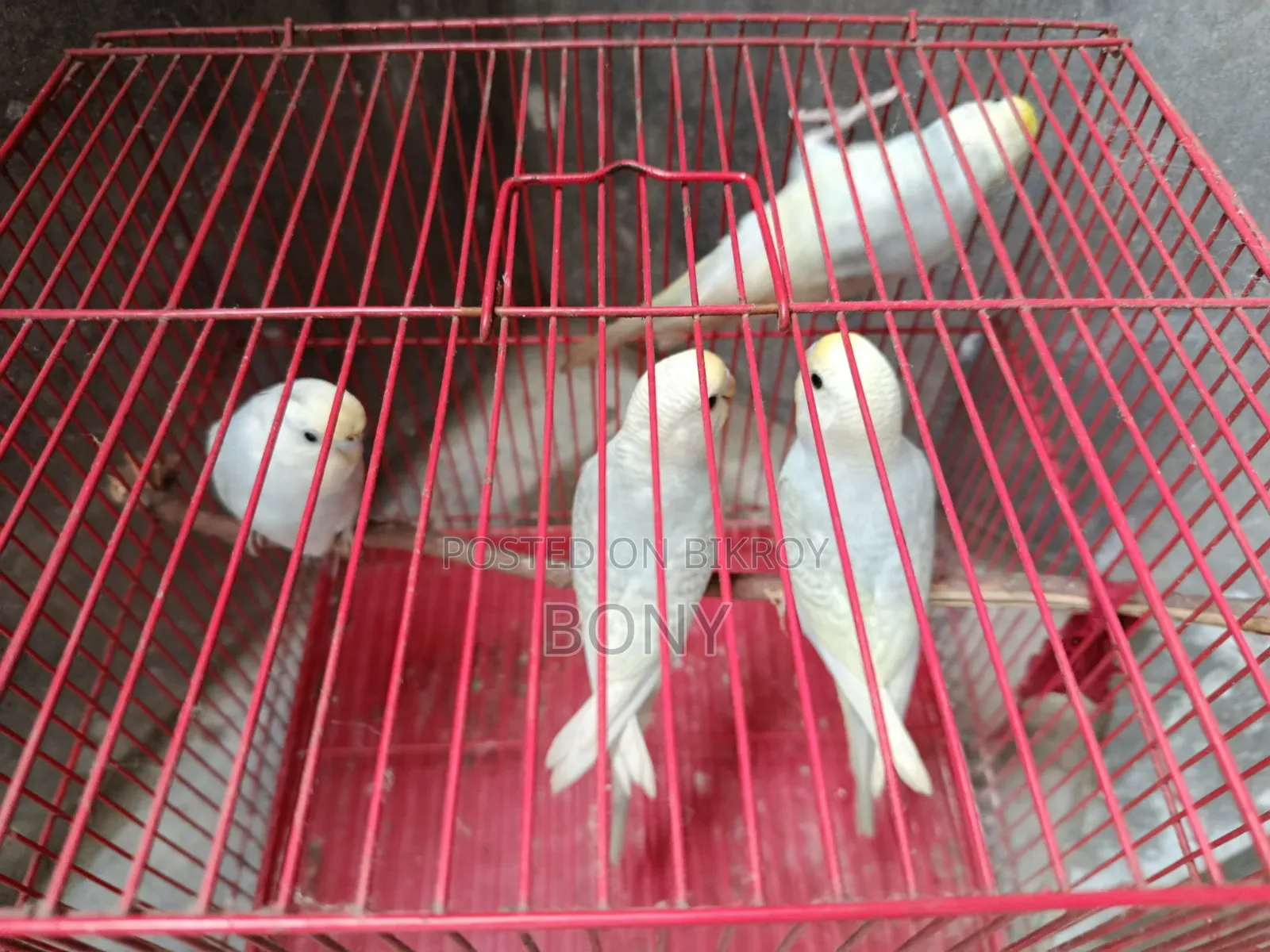 Budgerigars
