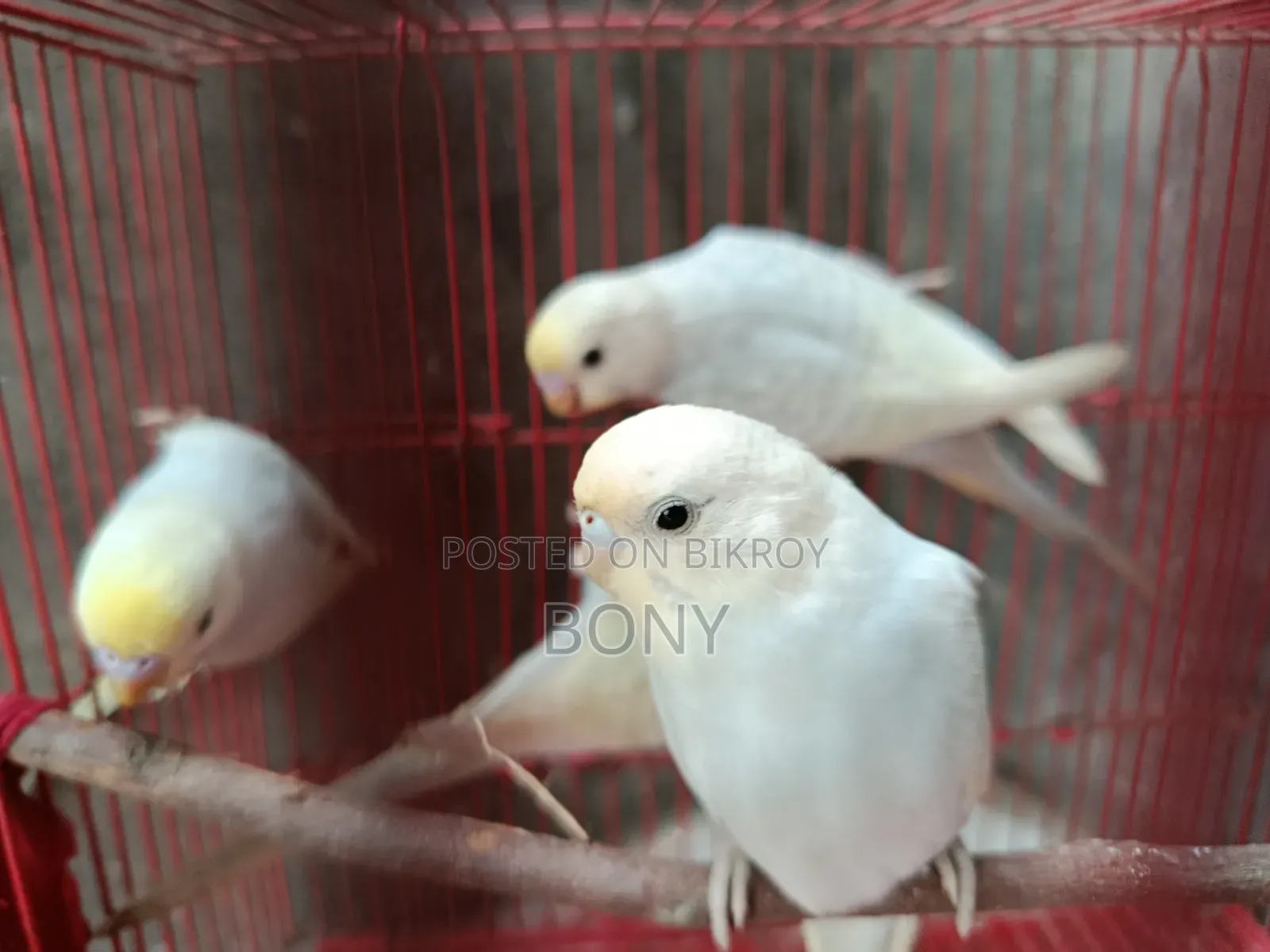 Budgerigars