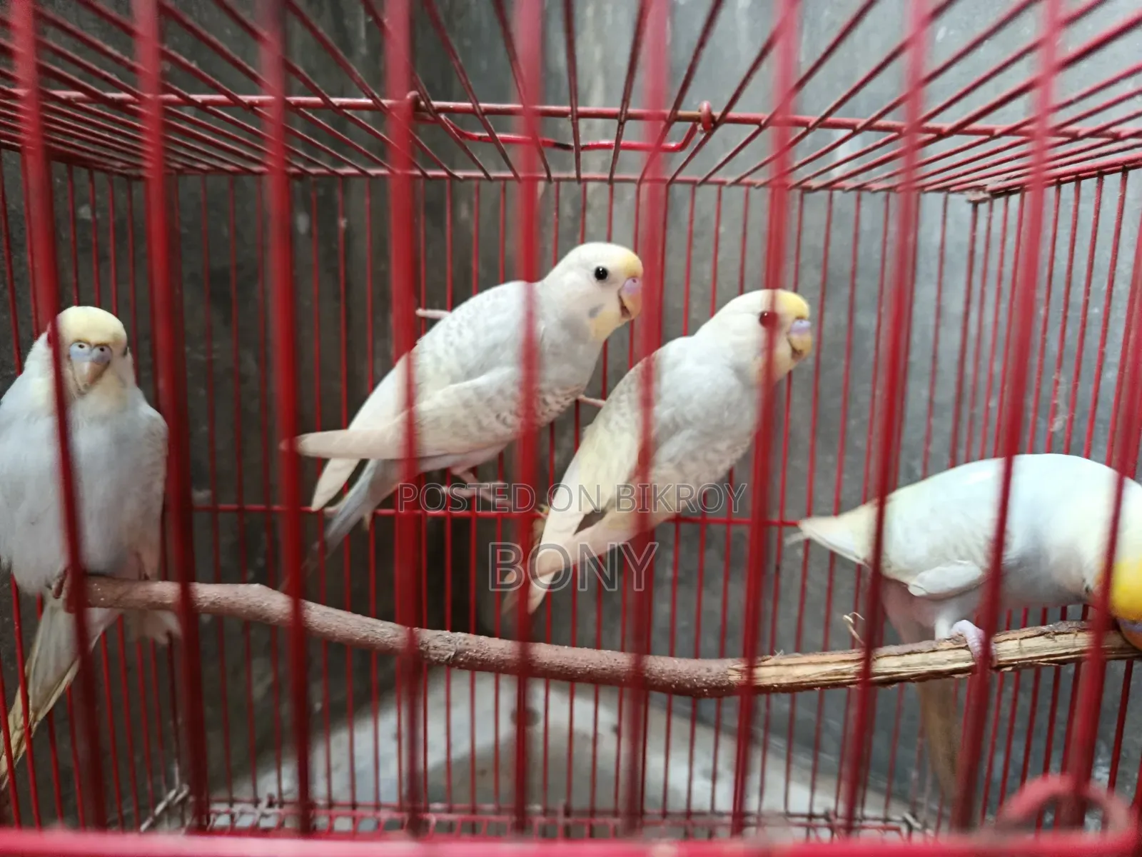 Budgerigars