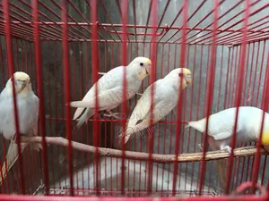Budgerigars