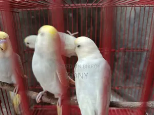 Budgerigars