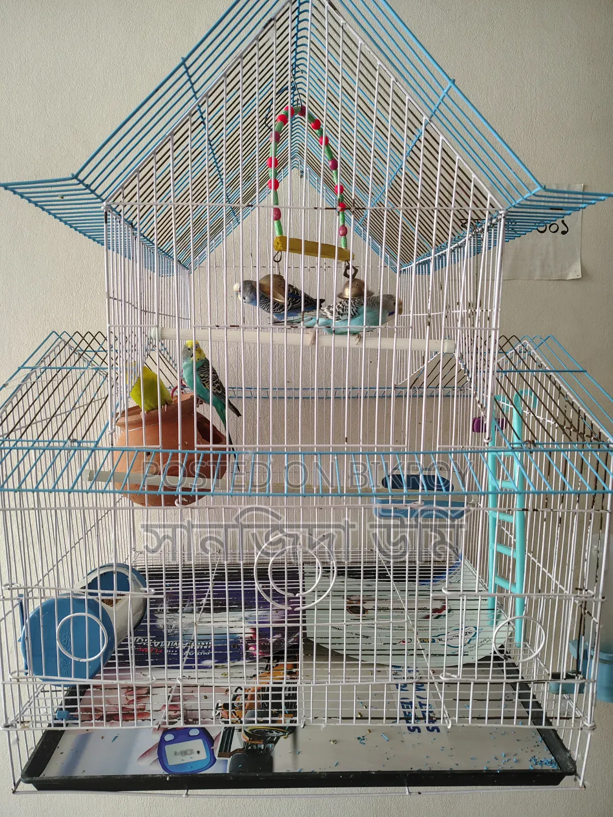 Budgerigar birds for sale (4 pcs)