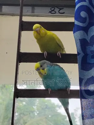 Budgerigar birds for sale (4 pcs)