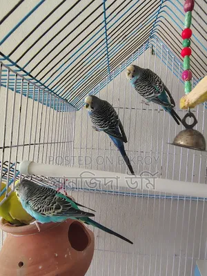 Budgerigar birds for sale (4 pcs)