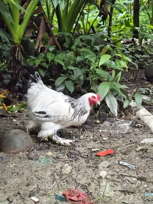 ব্রহ্মা মুরগি