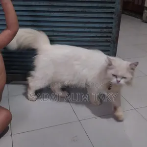 1+ Year Female Purebred Persian Cat