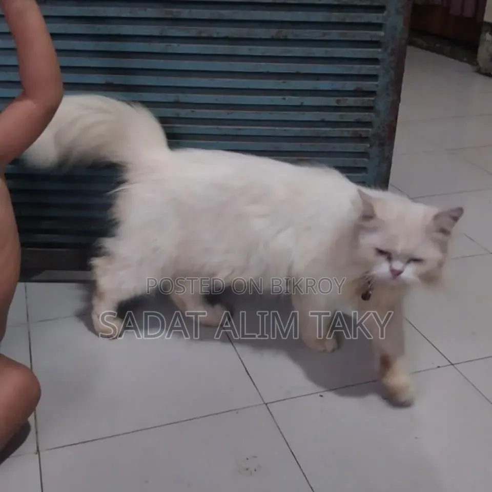 1+ Year Female Purebred Persian Cat