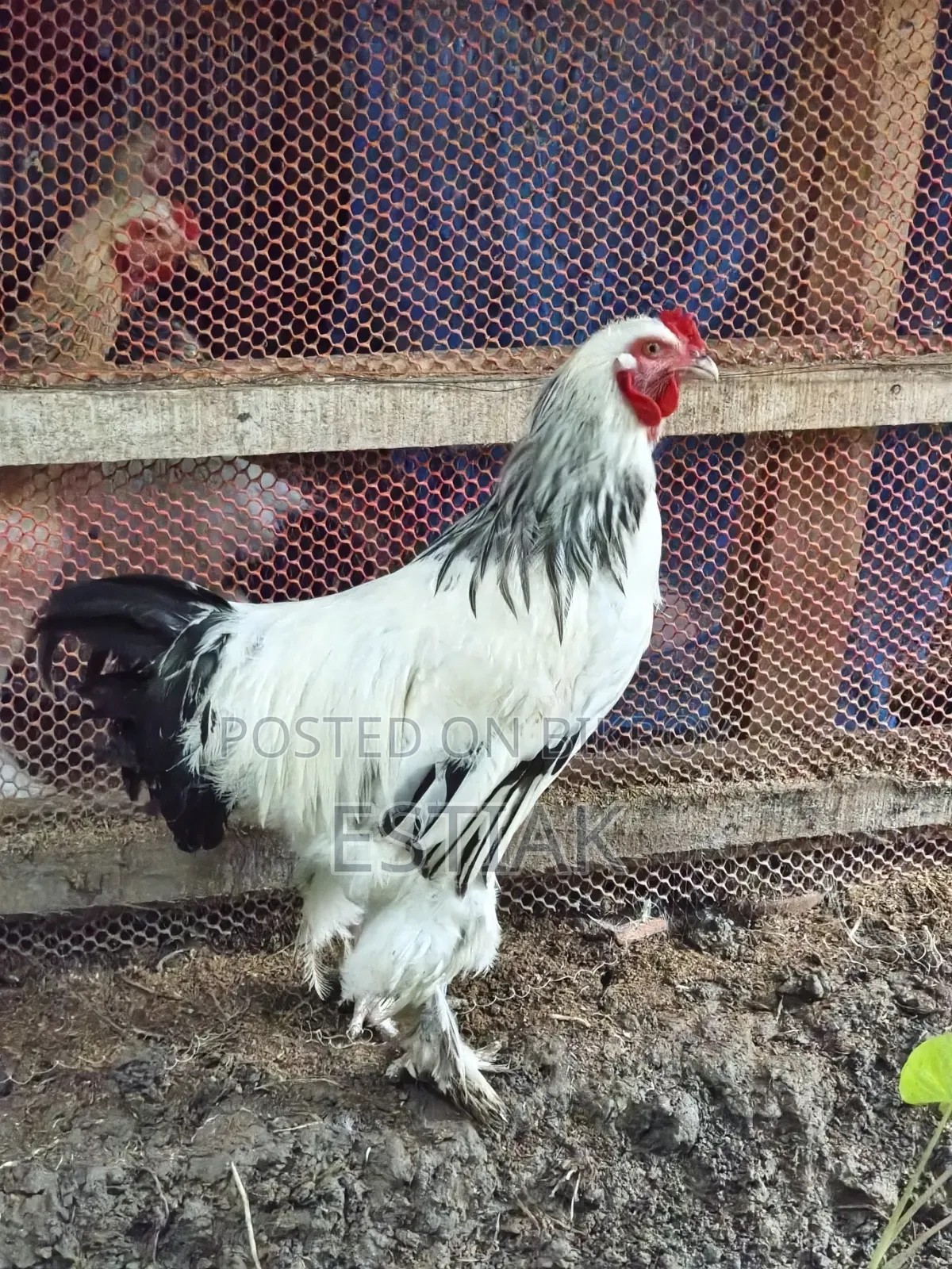 ব্রহ্মা মুরগি