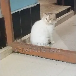 1+ Year Female Purebred Persian Cat