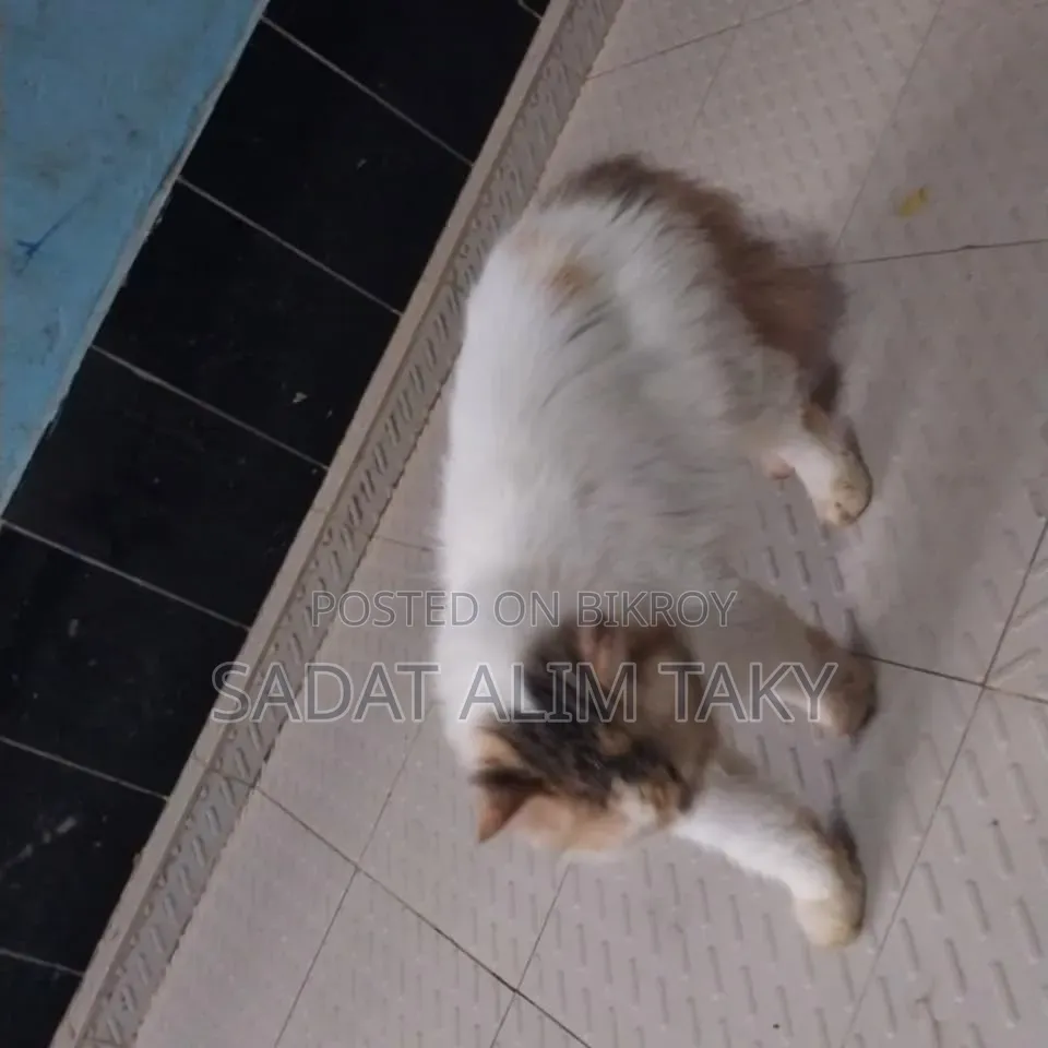 1+ Year Female Purebred Persian Cat