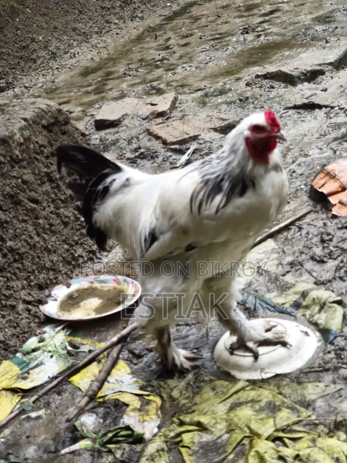 ব্রহ্মা মুরগি