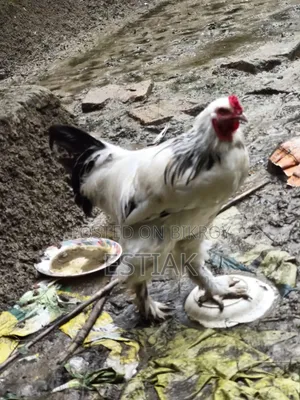 ব্রহ্মা মুরগি
