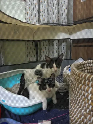 1-3 Months Female Mixed Breed Cat