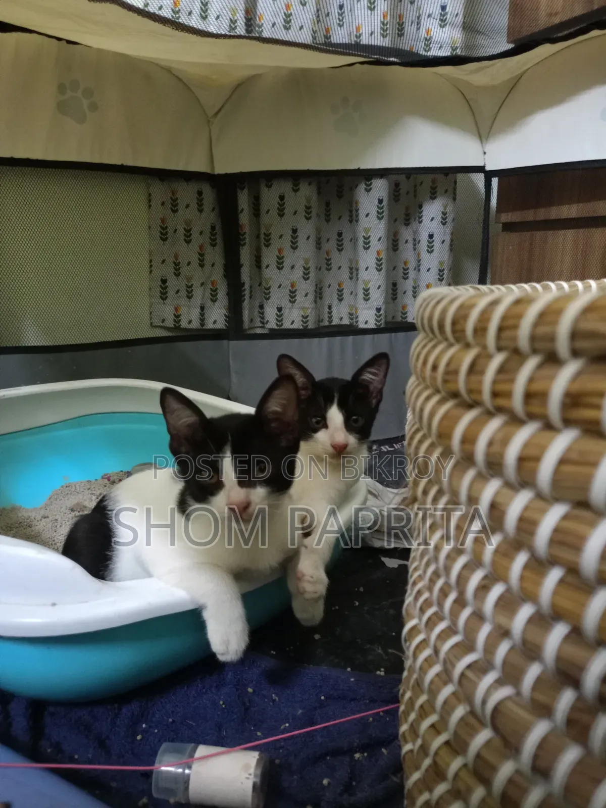 1-3 Months Female Mixed Breed Cat