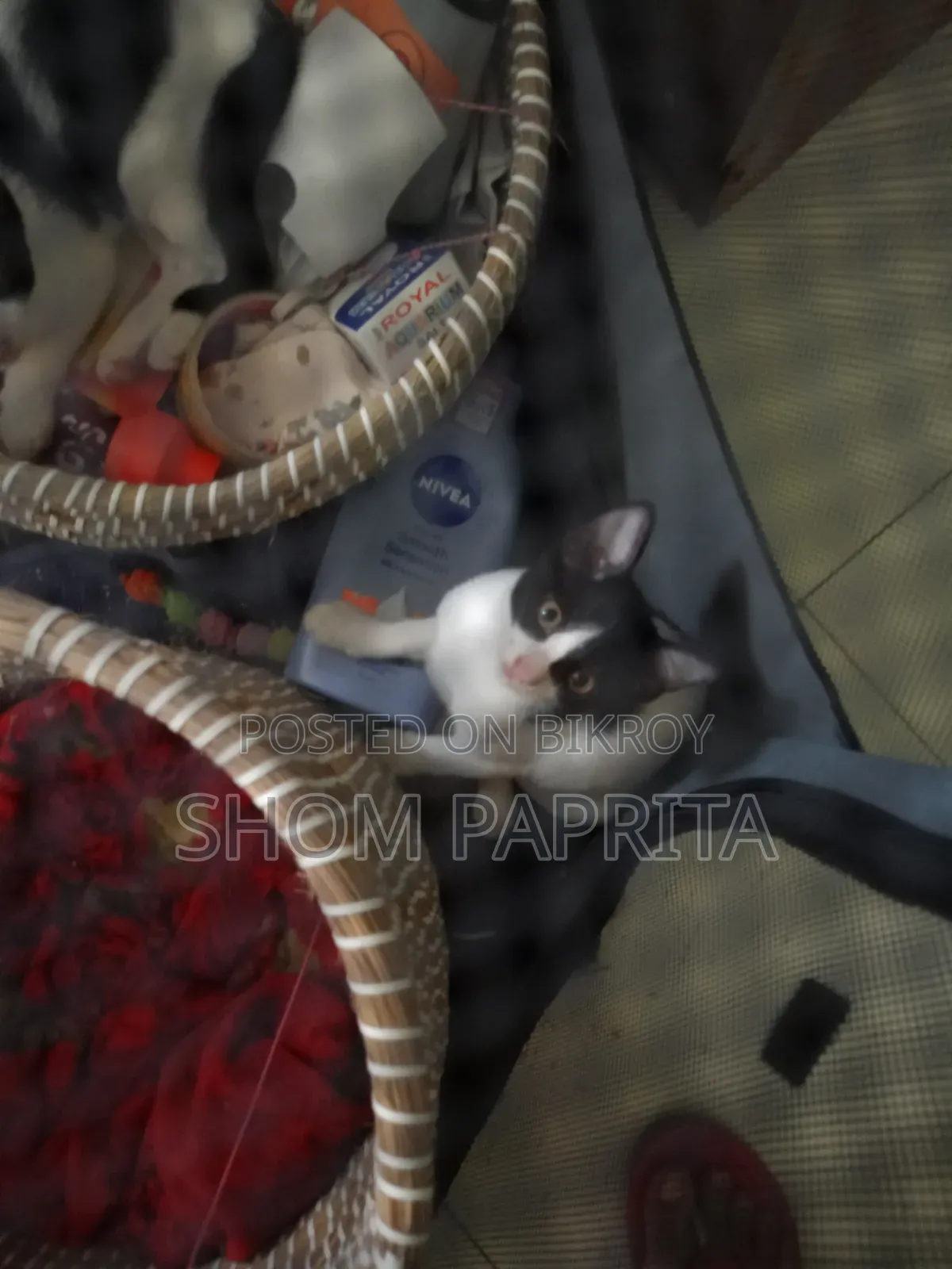 1-3 Months Female Mixed Breed Cat