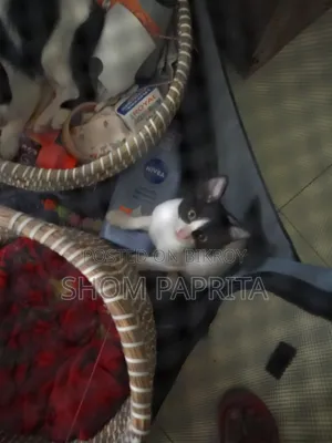 1-3 Months Female Mixed Breed Cat