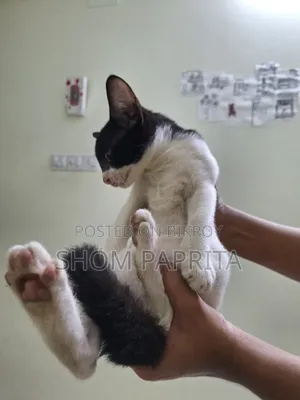 1-3 Months Female Mixed Breed Cat