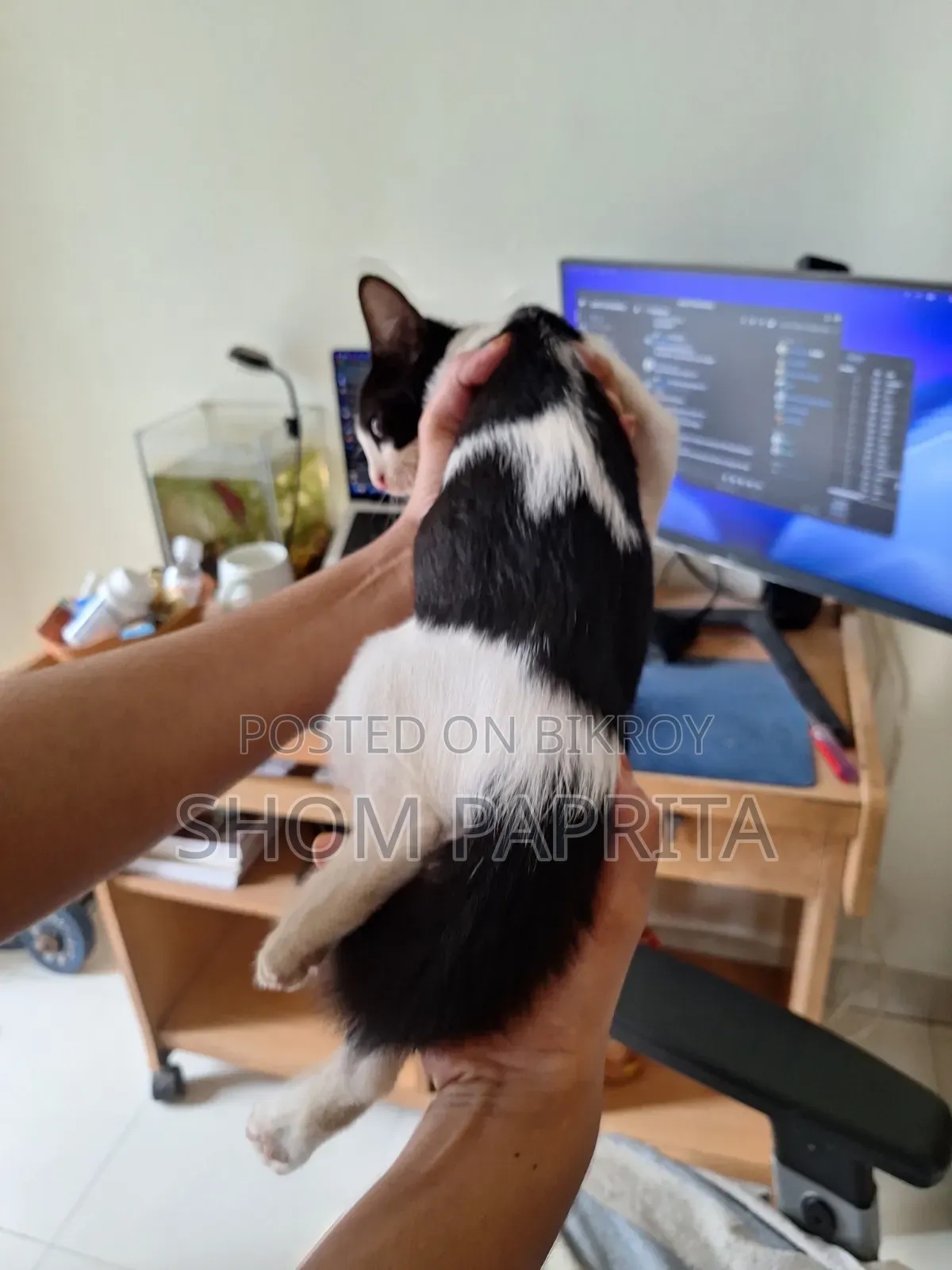 1-3 Months Female Mixed Breed Cat