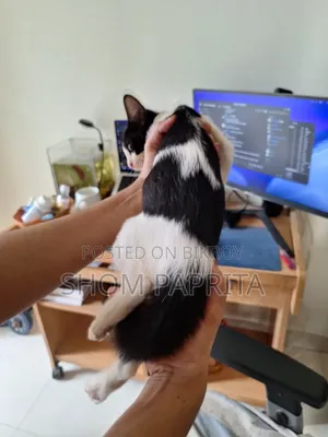 1-3 Months Female Mixed Breed Cat