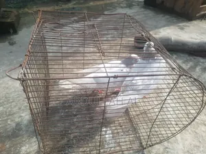 কবুতর বিক্রি করা হবে