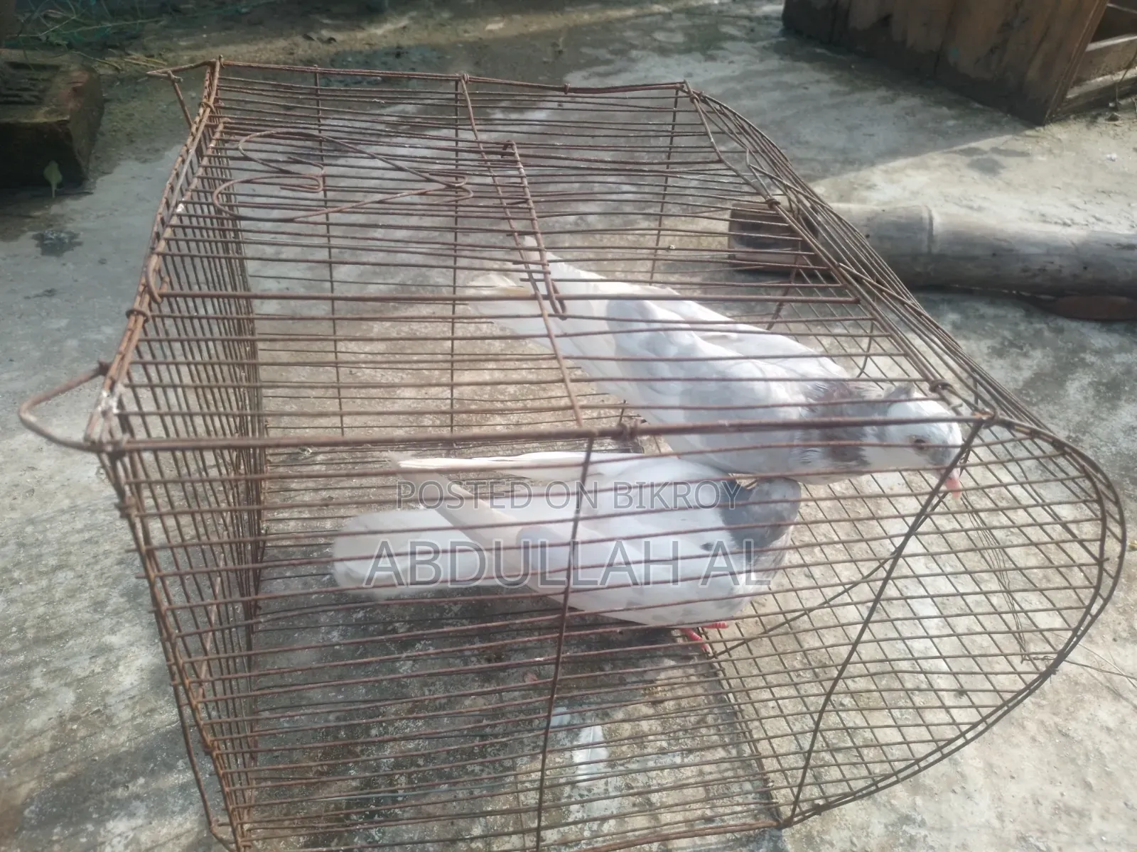 Pigeons for sale