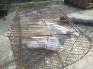 Pigeons for sale