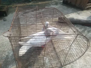 Pigeons for sale
