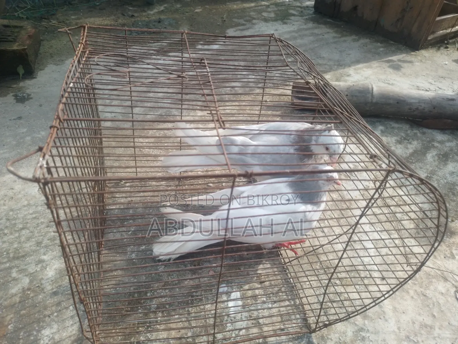 Pigeons for sale