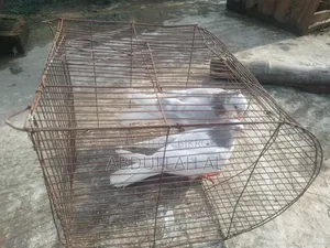 Pigeons for sale
