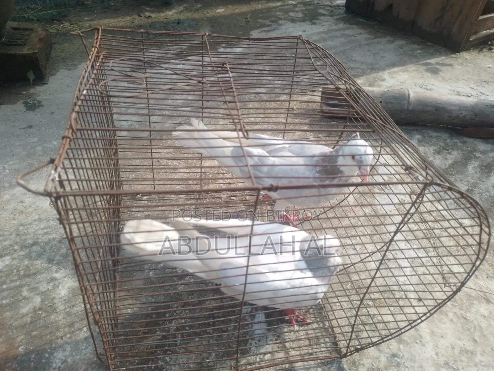 Pigeons for sale