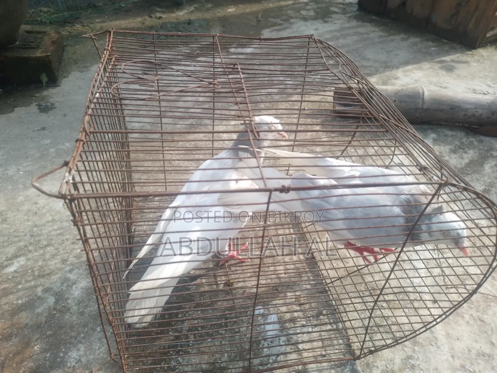 Pigeons for sale